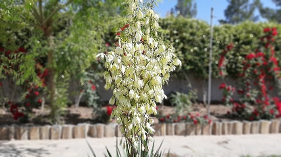 شبکه بهداشت و درمان سربیشه 